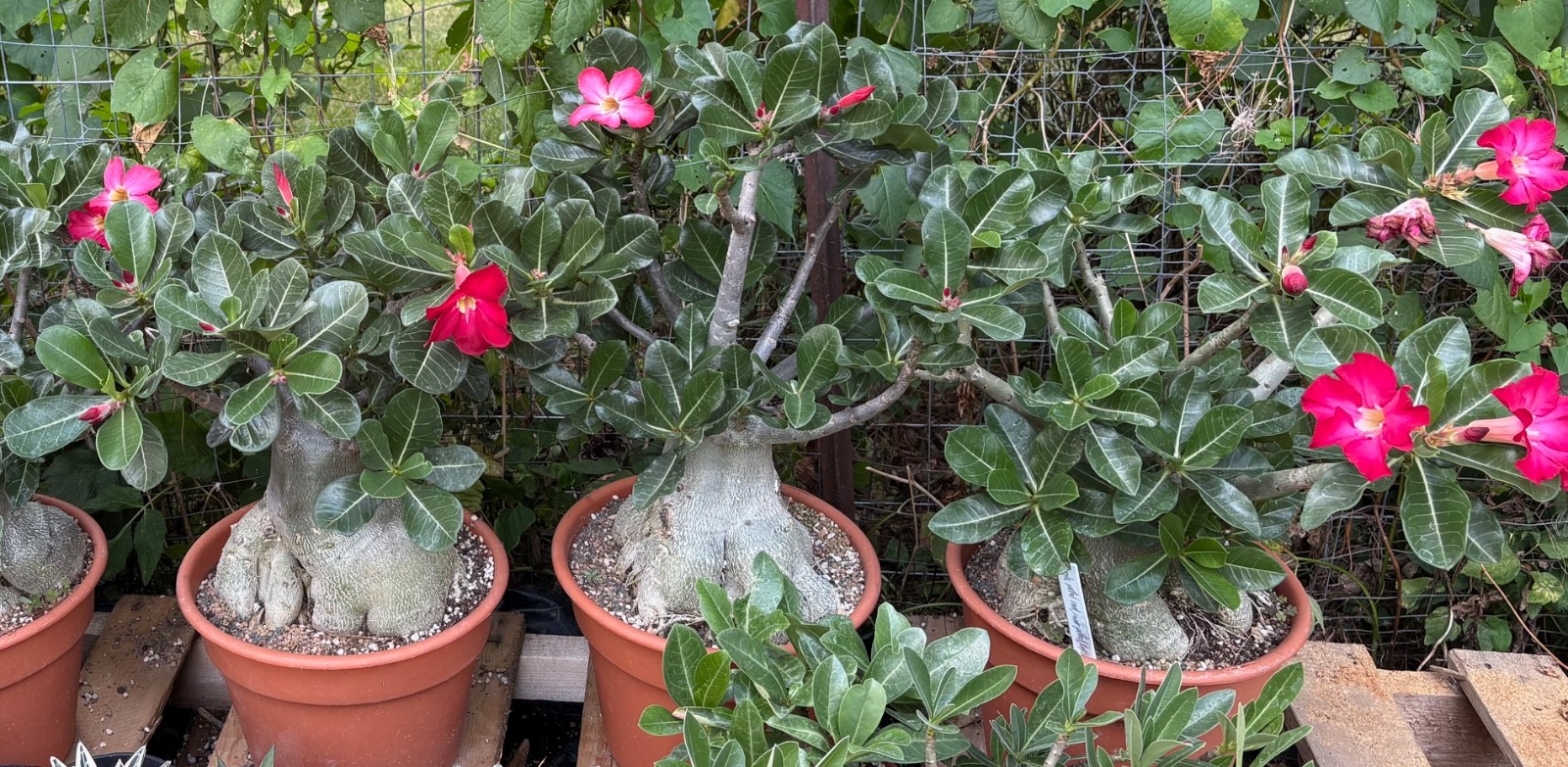 Adenium hybrid Desert Rose Succulent Monster Caudexes
