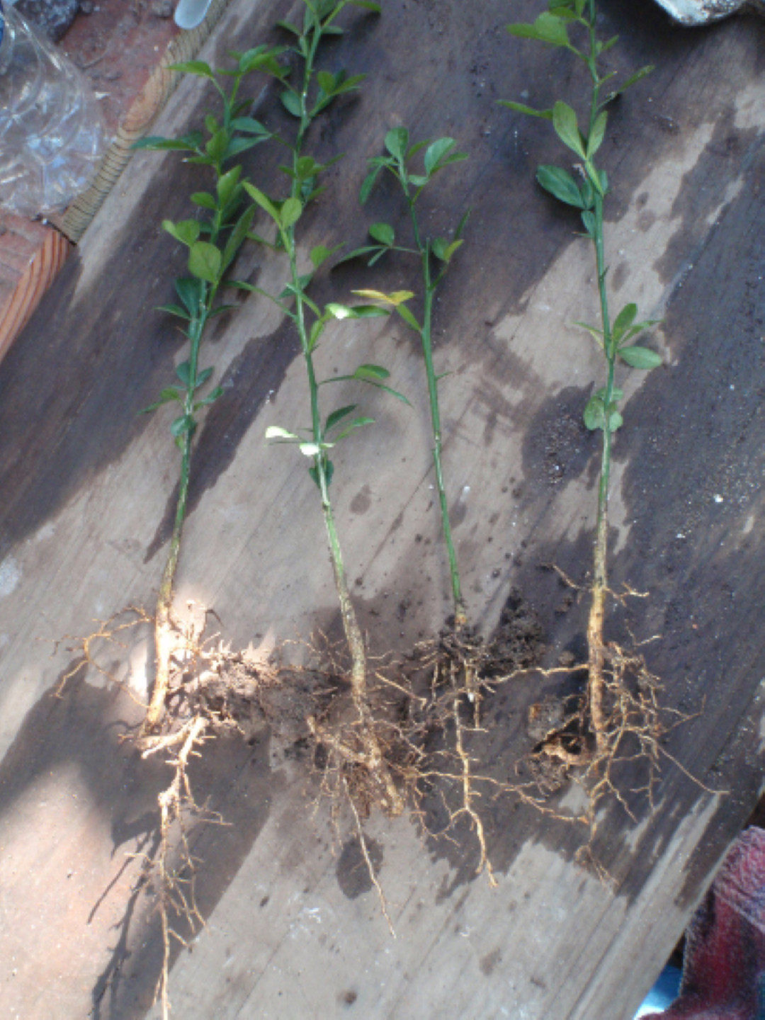 6-12″ tall Trifoliate Orange (Poncirus trifoliata) 1-2 year old plant