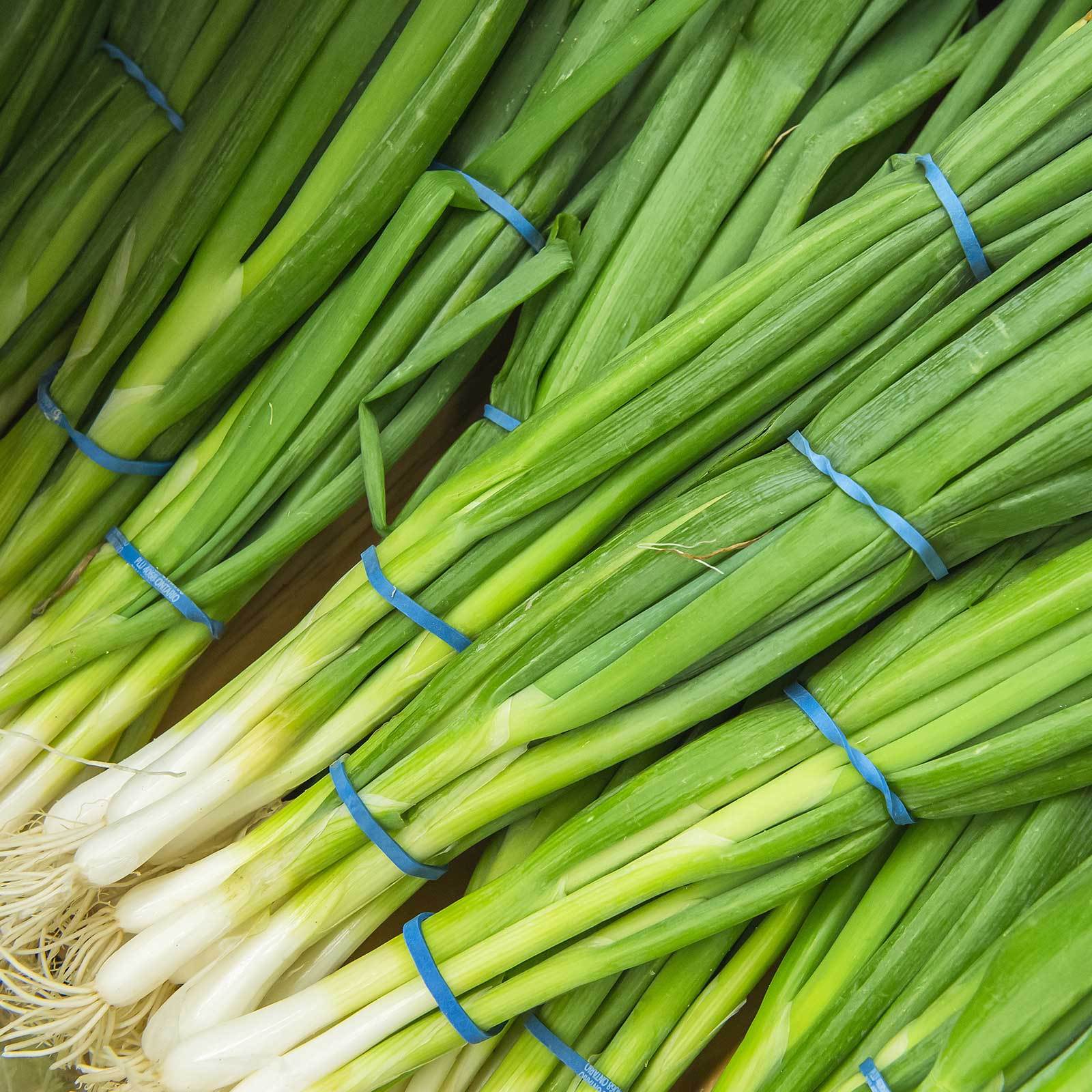 Evergreen White Bunching Onion Seeds, Scallions, NON-GMO, Heirlom, FREE SHIPPING