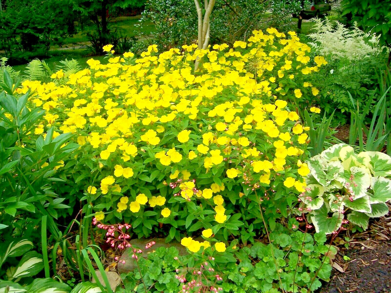 501+COMMON EVENING PRIMROSE Flower Seeds Annual Wildflower Garden Container Easy