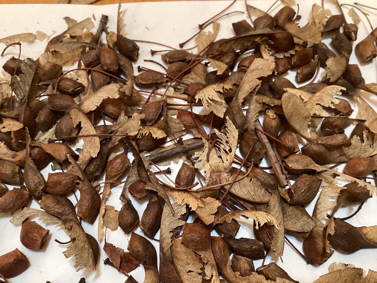 Sugar Maple Seeds Acer Saccharum Rock Maple Hard Maple Tree Seeds Pack