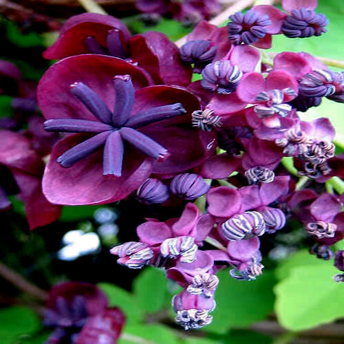 CHOCOLATE VINE SEEDS “3-LEAF” (A. trifoliata) Hardy Fruit Flower Climber Plant