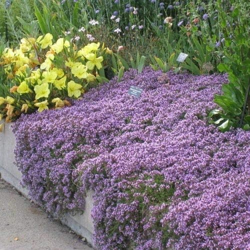 Low-Maintenance Creeping Thyme Seeds – 8000 Seeds for Colorful Ground Cover