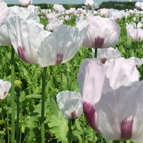 20,000 Fresh Organic Czech Republic Papavear Somniferum Poppy Seeds for Planting