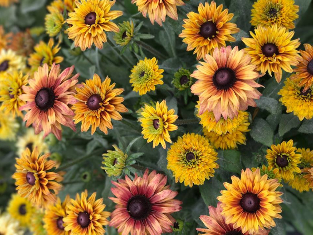Rudbeckia Hirta Sahara / Gloriosa Daisy, Healthy Starter, Multicolor Flower