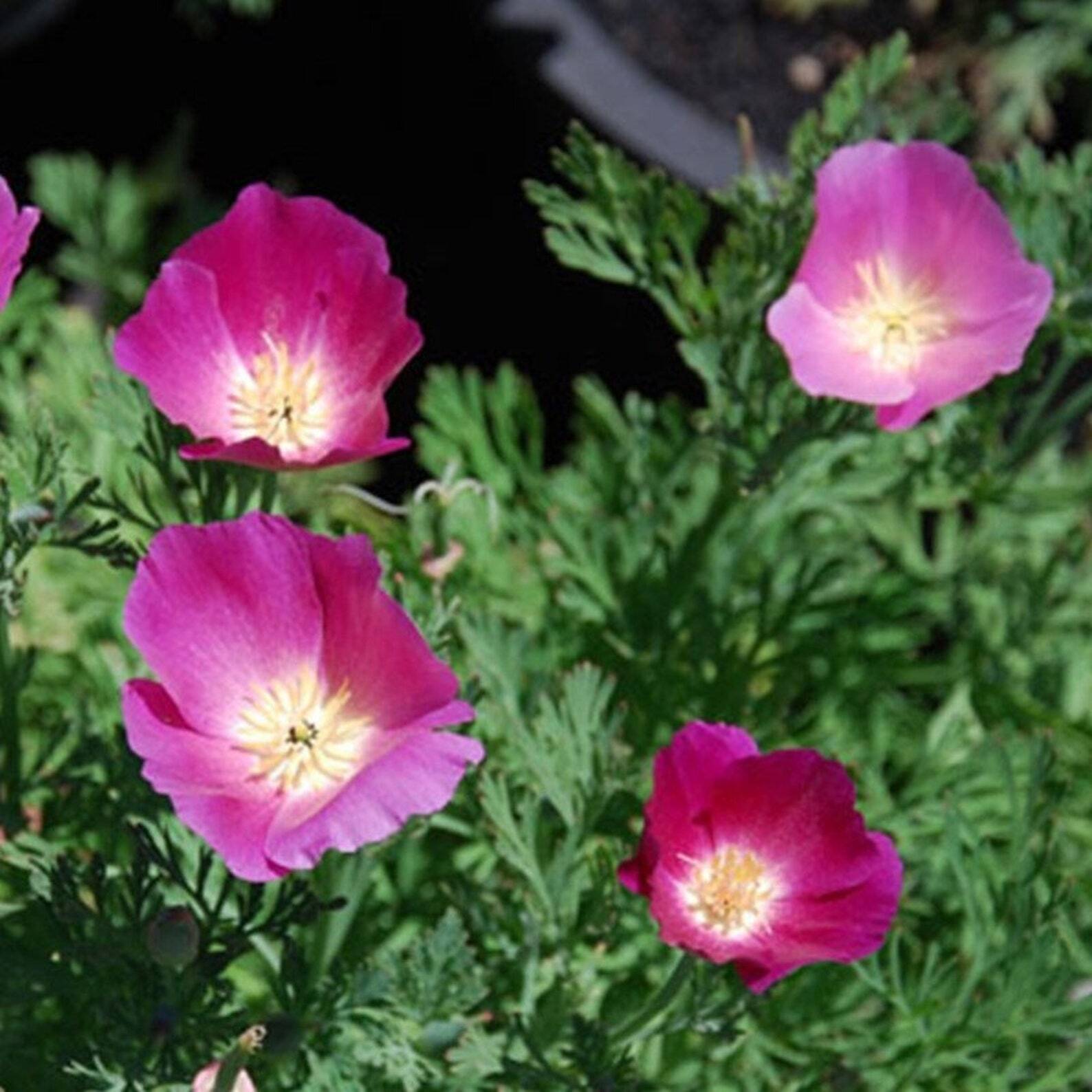 Purple Gleam California Poppy Seeds 250+ Flower Eschscholzia PERENNIAL FREE S&H