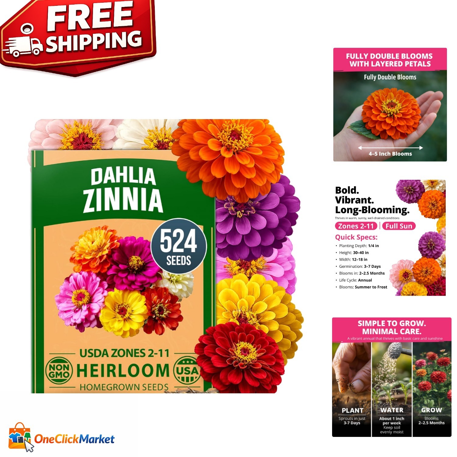 524 Zinnia Dahlia Seeds for Pollinator Gardens – Multi-Color Elegance