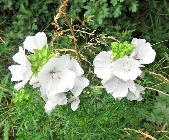 WHITE MUSK MALLOW 102 SEEDS, MALVA MOSCHATA ALBA, USA SELLR, EZ TO GROW