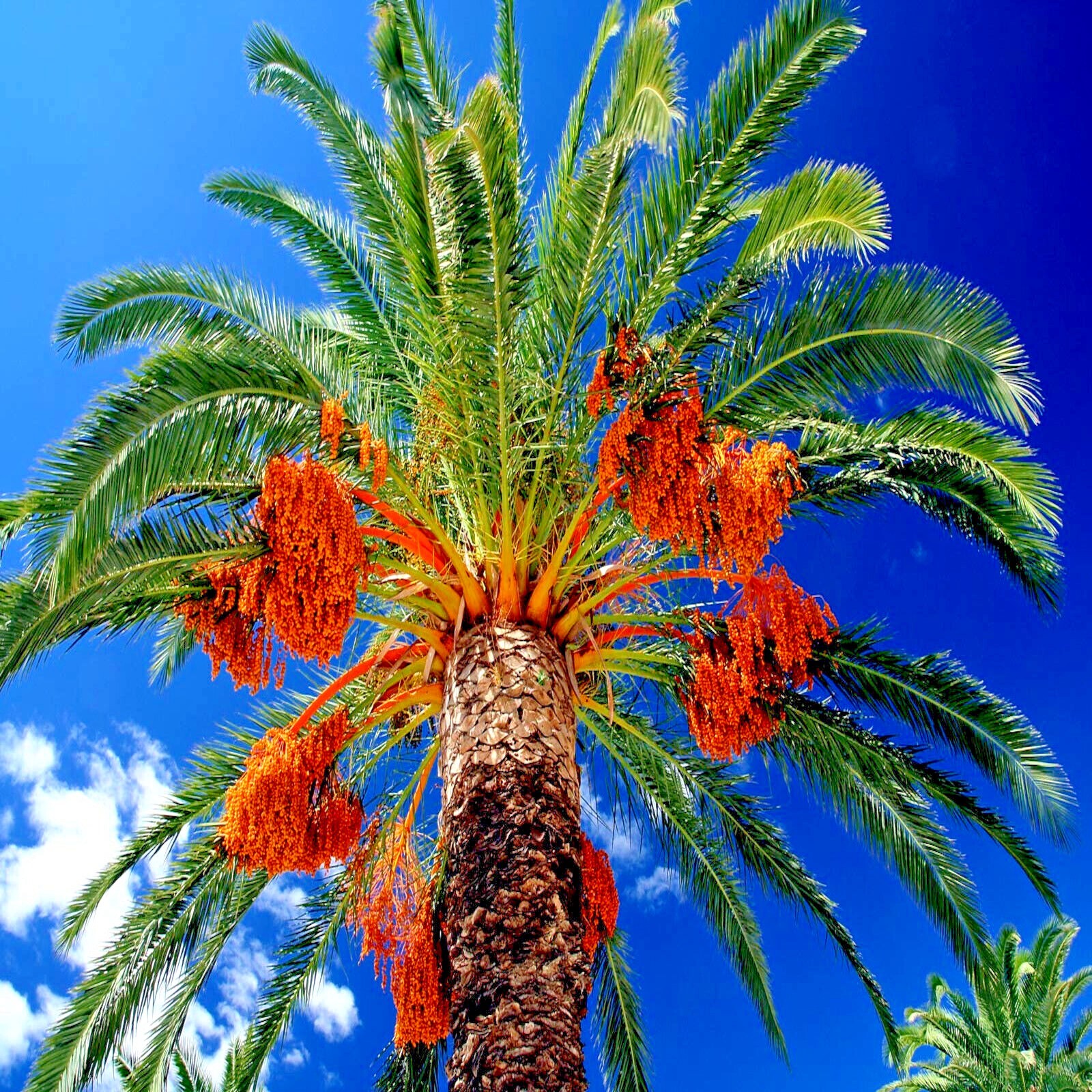 5 Date Palm Tree Seeds (Phoenix dactylifera) Edible Fruit Plant Hardy to Zone 8