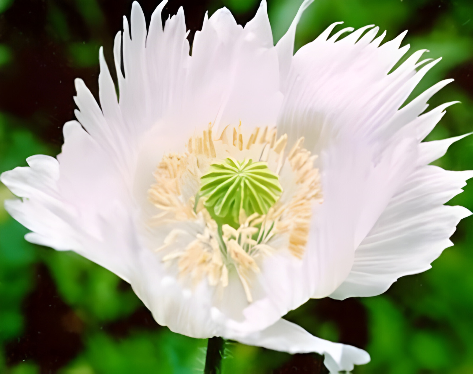 1,500 Jimi’s Snowflake Poppy Seeds –P. Somniferum – White Intricate Snowflakes!