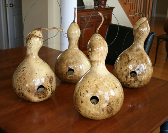 Birdhouse Bottle Gourd Seeds, Lagenaria siceraria