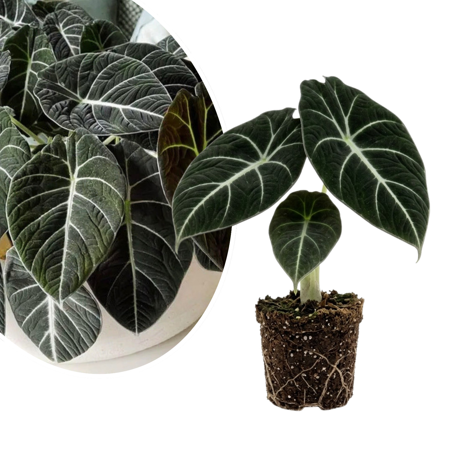 Black Velvet Alocasia Live Plant 4-6 Inches Tall Rooted Jewel Plant