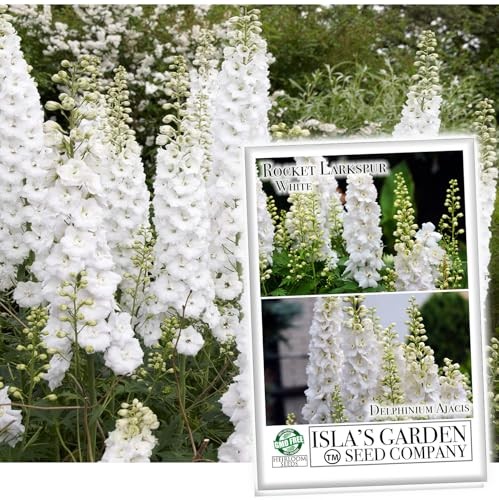 White Larkspur Rocket Flower Seeds for Planting, 250+ Seeds Per Packet, (),