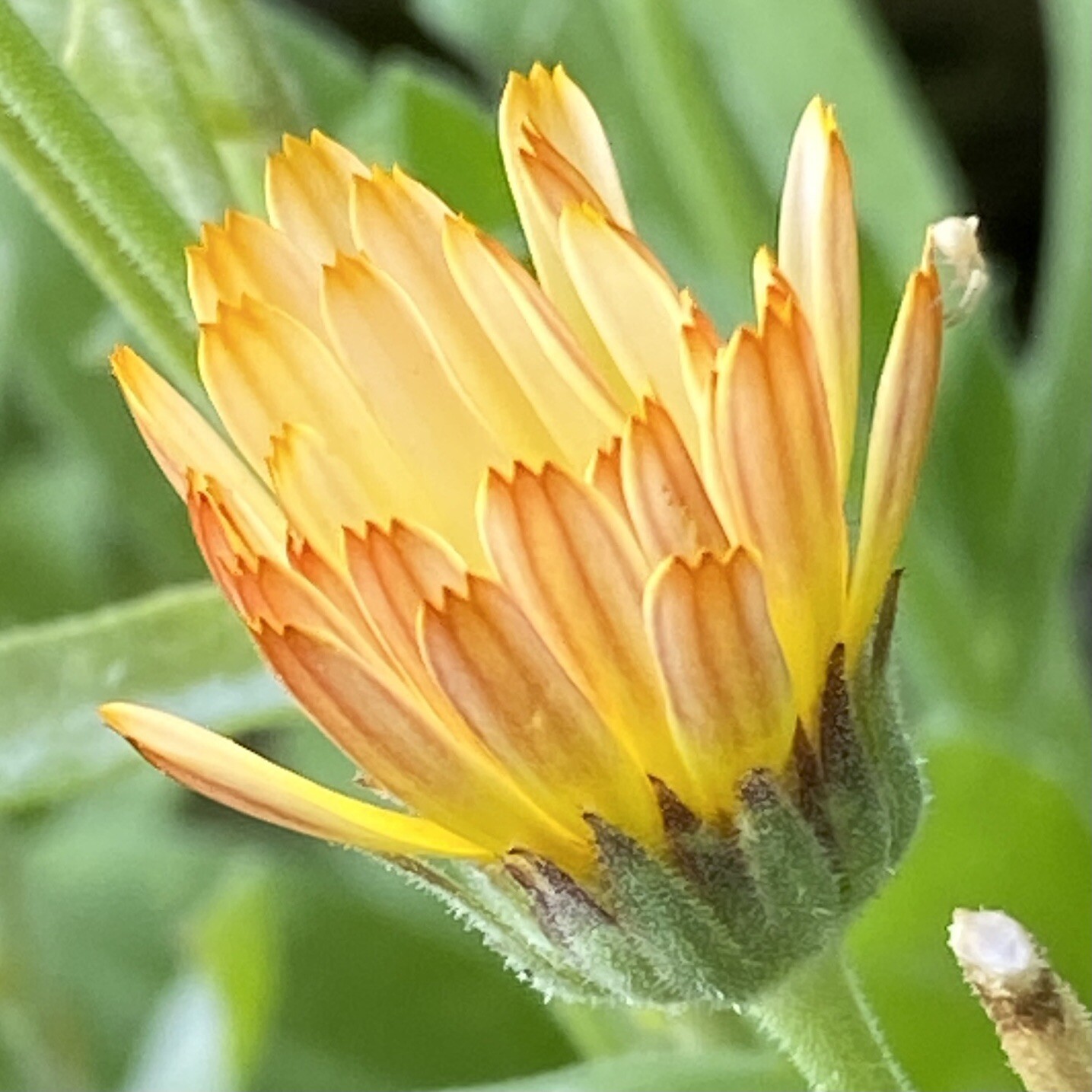 800 + Calendula Flower Seeds Medicinal Herb Inflammation Skin Care Garden Mix