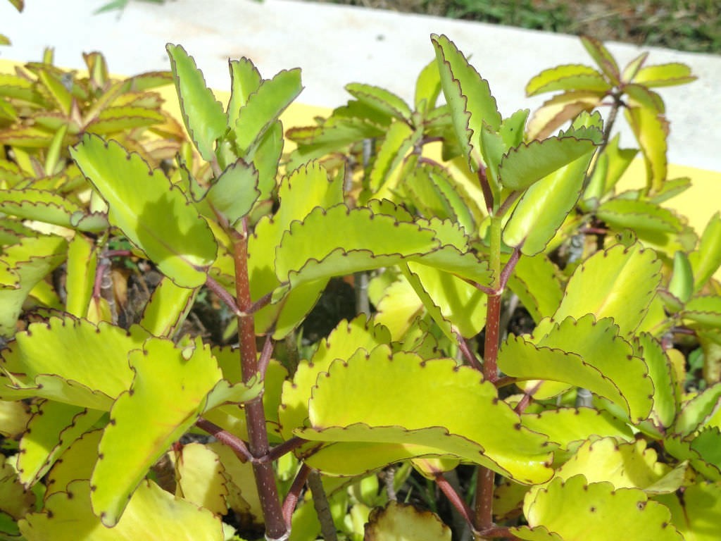 Miracle Leaf 12 count Folklore Medicinal Kalanchoe