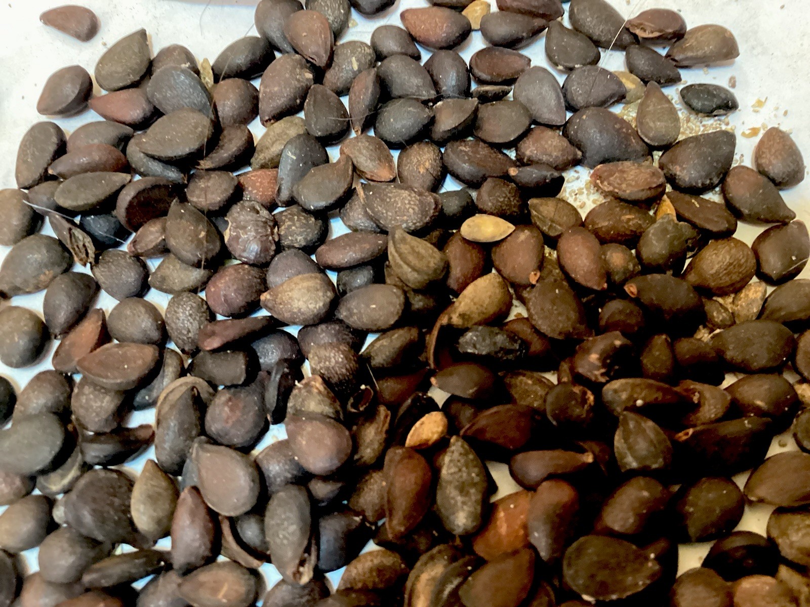 Dusky Pear Tree Seeds (PYRUS PHAEOCARPA) (Orange Pear)
