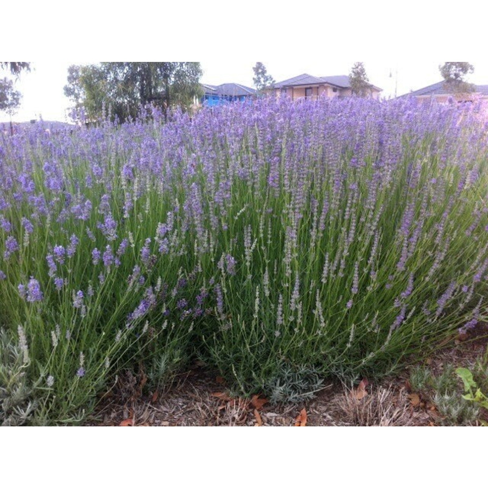 English Lavender Sweet Aromatic Flower True Lavender Heirloom Seeds – 100+