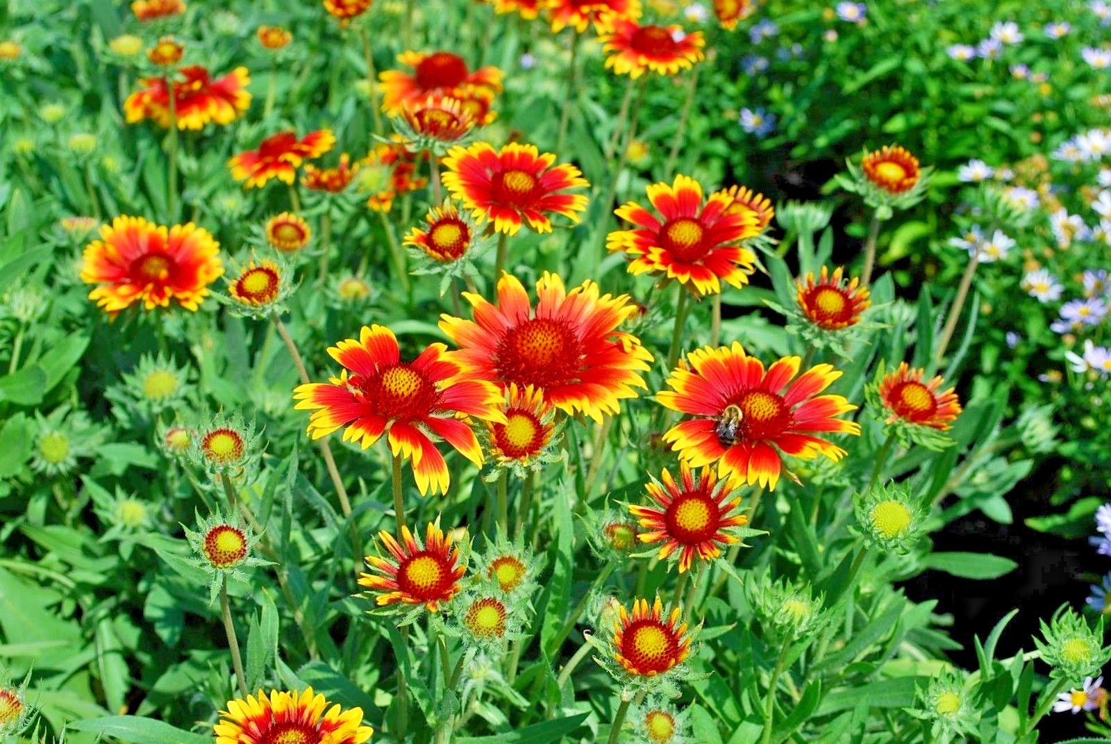 201+BLANKET FLOWER Seeds Native Wildflower Perennial Drought Heat Container Easy