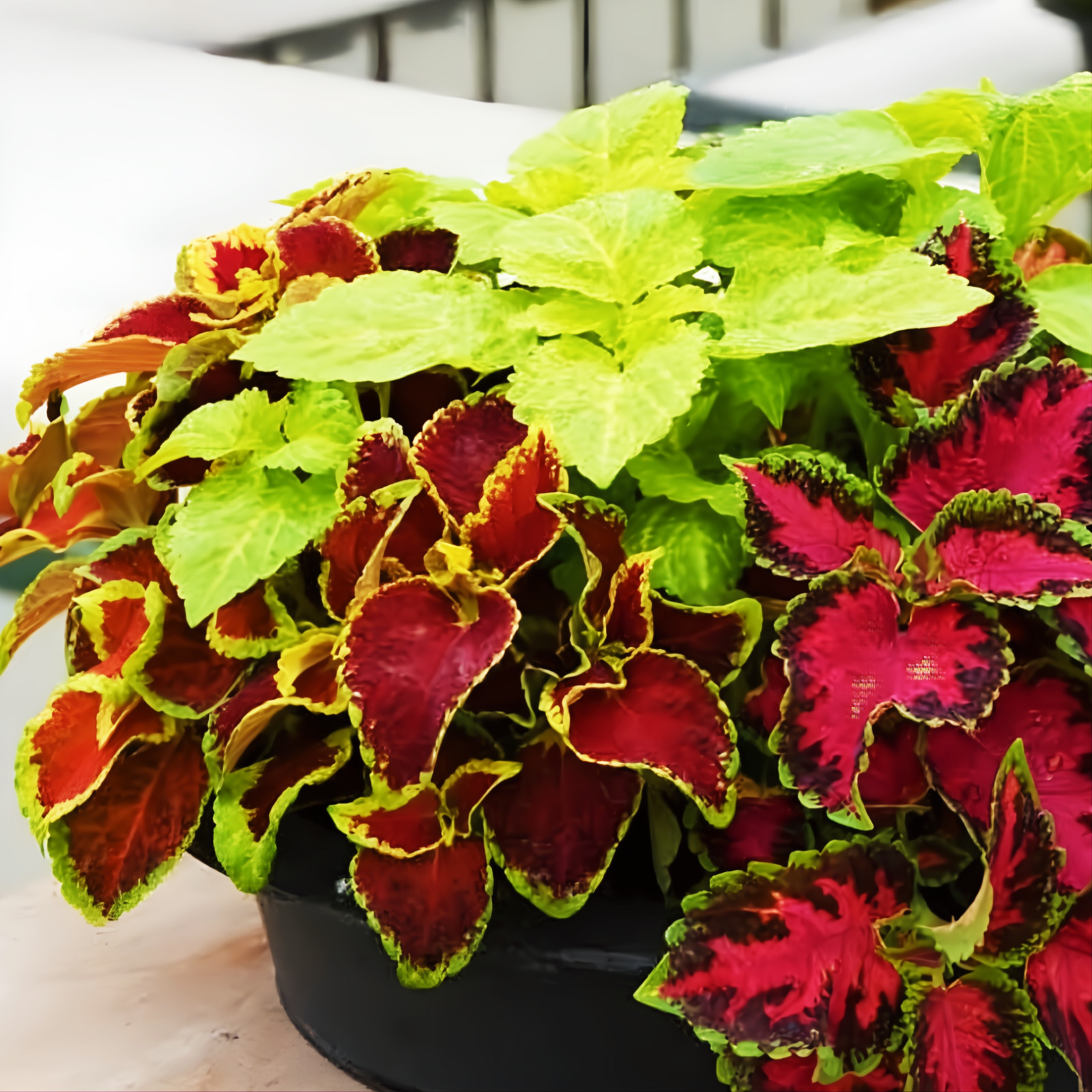 COLEUS Rainbow Mix – 500 Seeds – Colorful Shade Garden Plant – Great for Contain