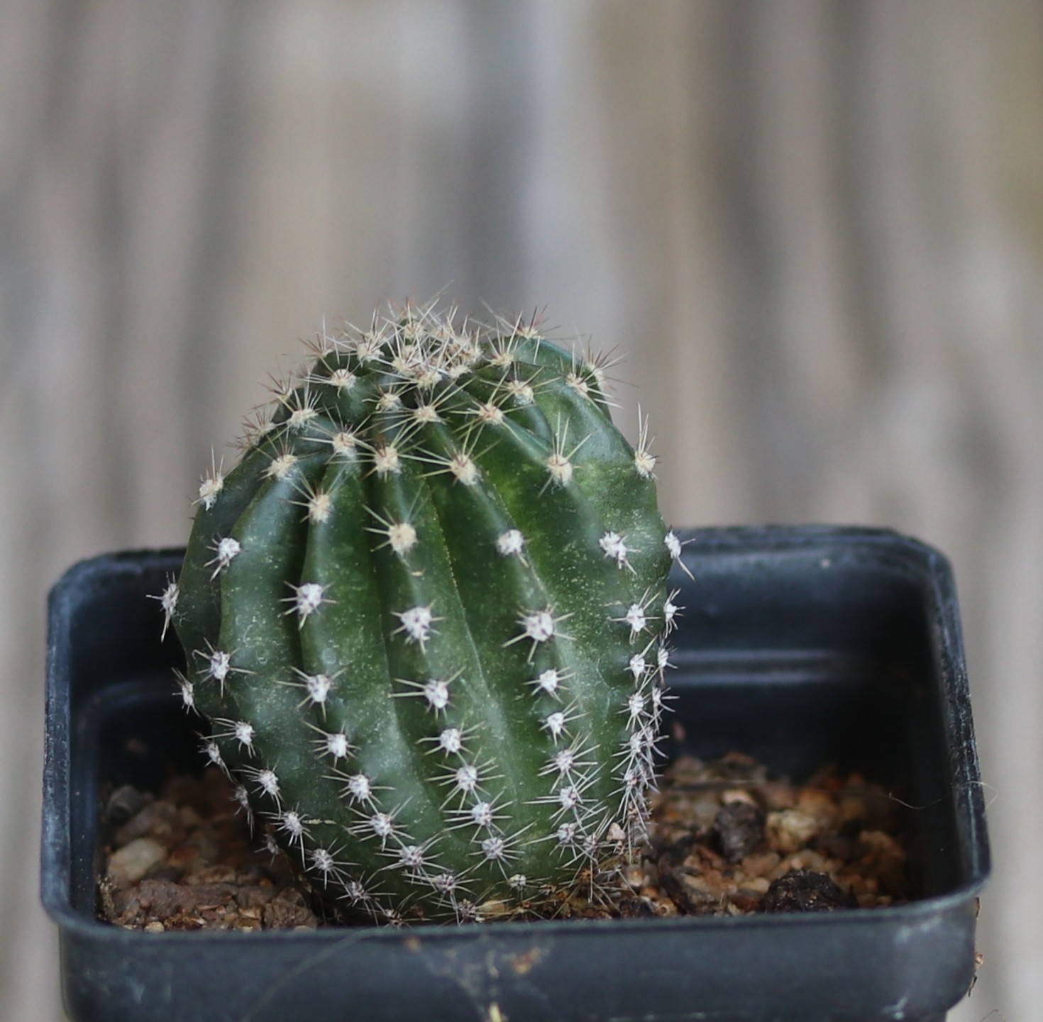 Echinopsis hybrid ‘Pink Too’