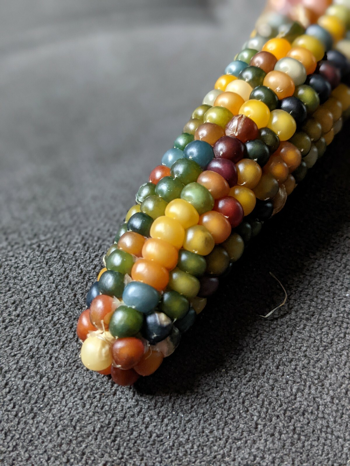 Glass Gem Corn Seeds Cherokee History Rainbow Colors 25 Seeds, Beautiful!