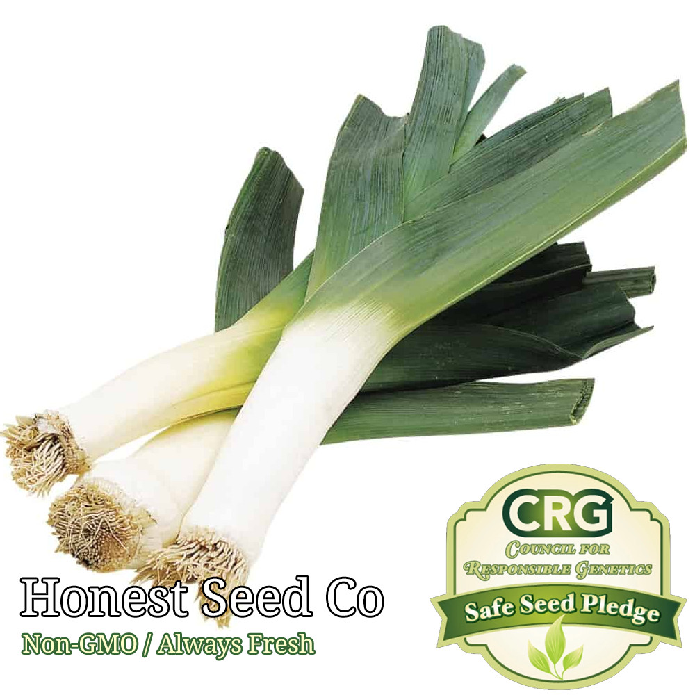 250+ Leek Seeds Organic | Non-GMO | Fresh Vegetable Garden Seeds USA