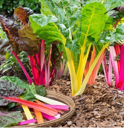 200 Rainbow Swiss Chard Seeds-Open Pollinated-Non GMO-Organic