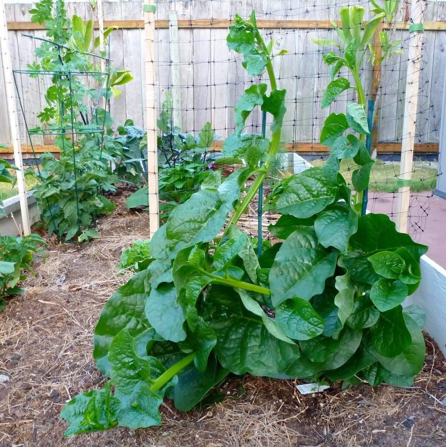 25 Green malabar spinach, Alugbati, Vietnamese Spinach, Pui, Poi shak SEEDS.