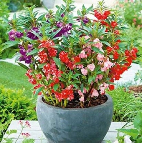 Impatiens Seeds, Tom Thumb Extra Dwarf Balsam Impatiens Seed, Heirloom, 50ct
