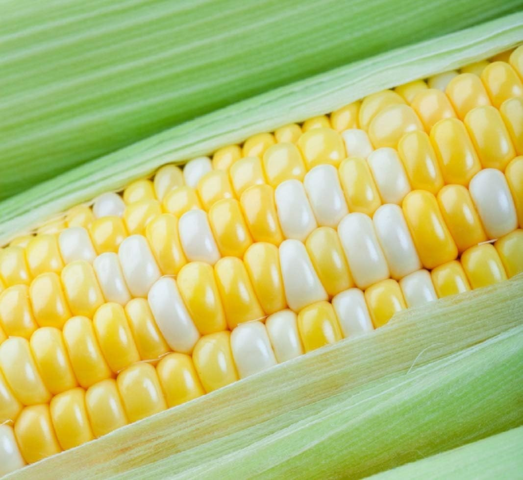 Peaches and Cream Sweet Corn Seeds 100 Seeds – Bicolor Yellow and White Kernels,