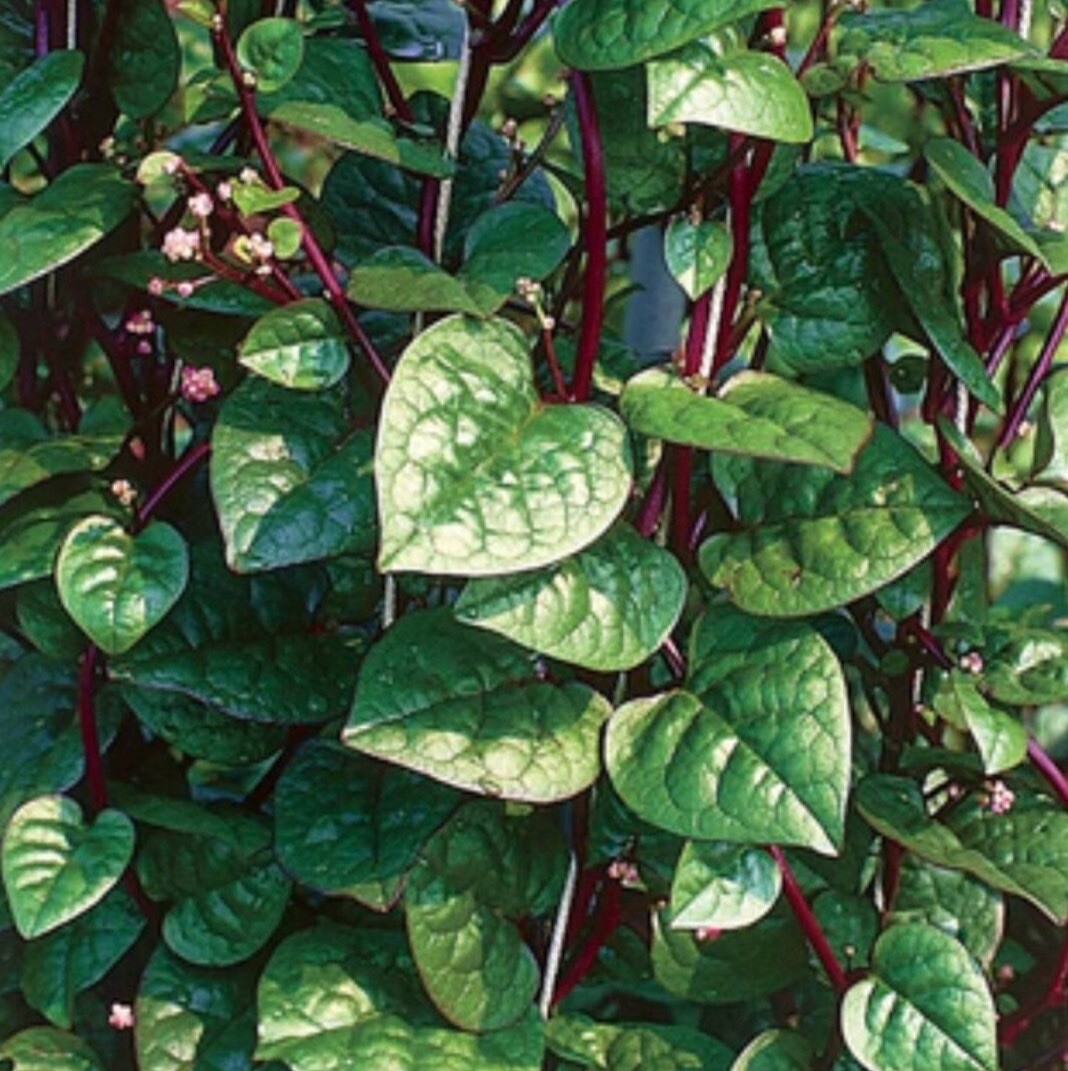 300+ SEEDS Red Malabar Spinach Seeds, Mồng Tơi Đỏ, basella alba