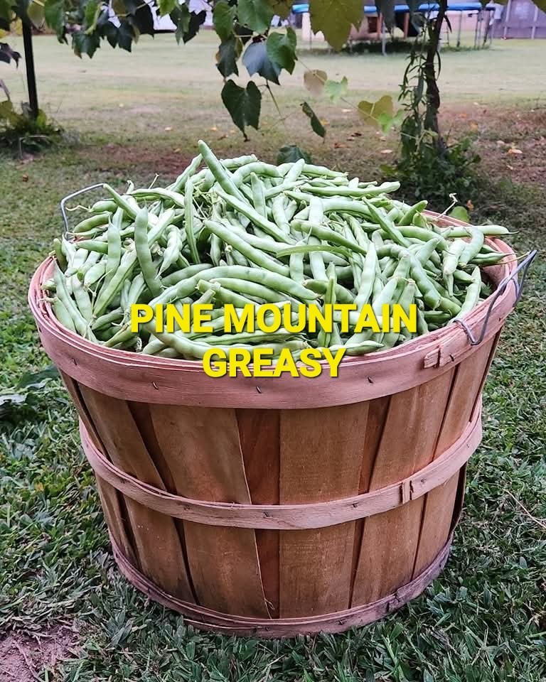 Pine Mountain Greasy Bean Seeds