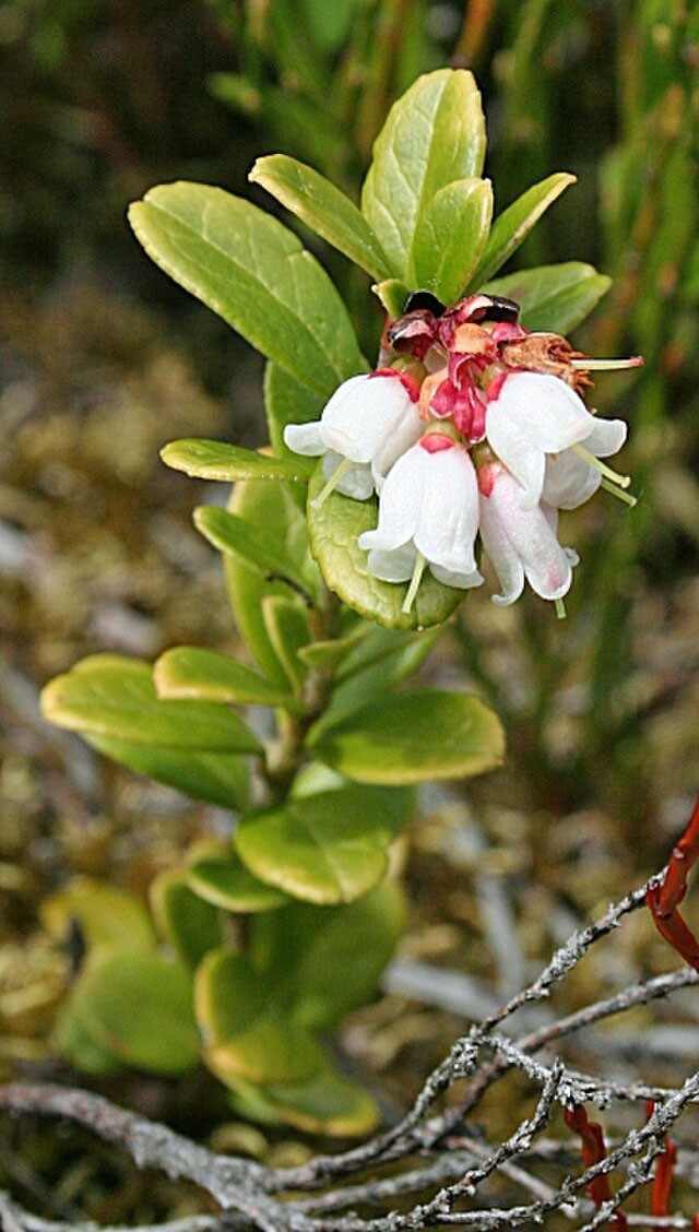 Vaccinium vitis-idaea | Lingonberry | 10 Seeds