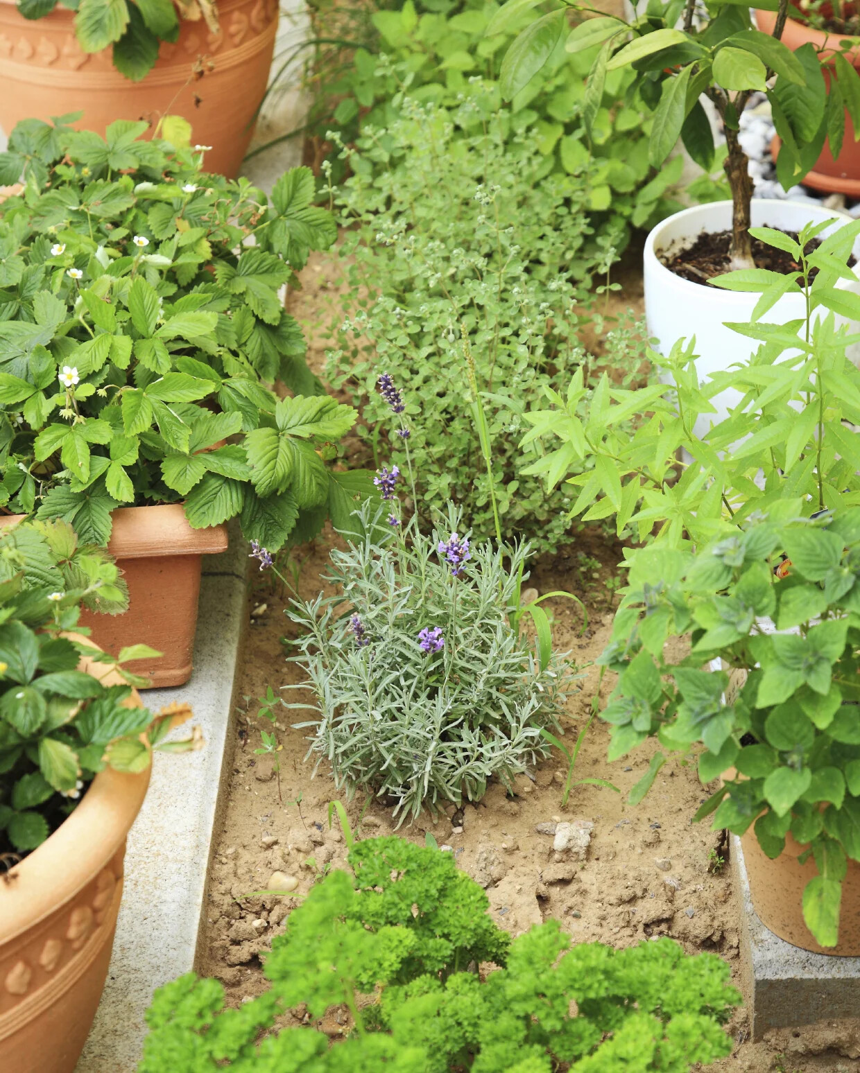 Herb 1 – A