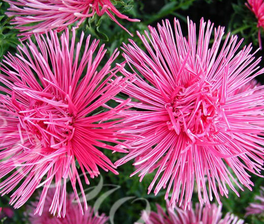 ASTER NEEDLE UNICUM ROSE Callistephus Chinensis – 200 Bulk Seeds