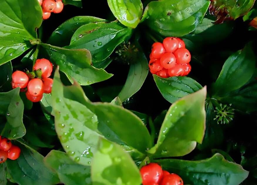 Creeping Dogwood, (Bunchberry), Cornus canadensis, Seeds