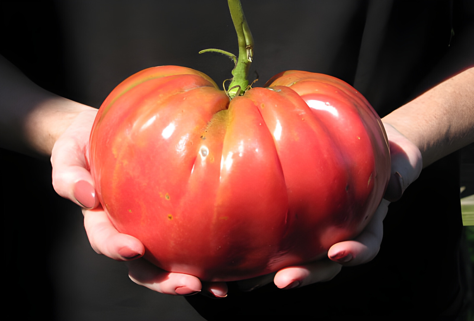 75 Heirloom Pink Brandywine Tomato Seeds – NonGMO Free Shipping! Indeterminate