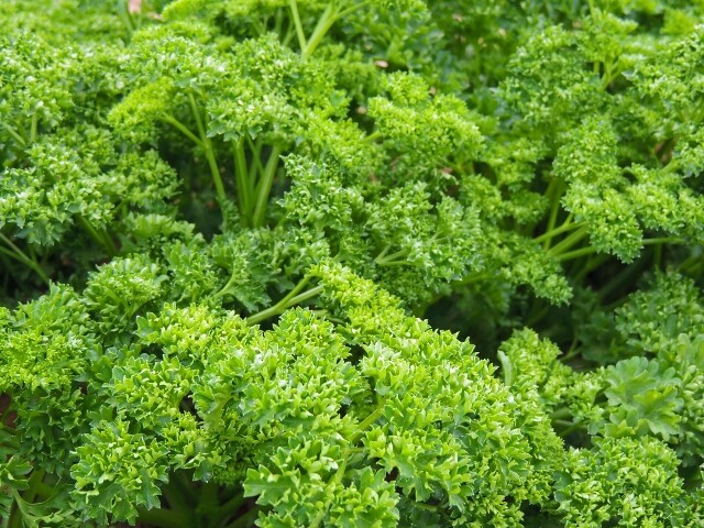 400 FOREST GREEN PARSLEY SEEDS FRESH HARVEST FOR 2024 GARDENS