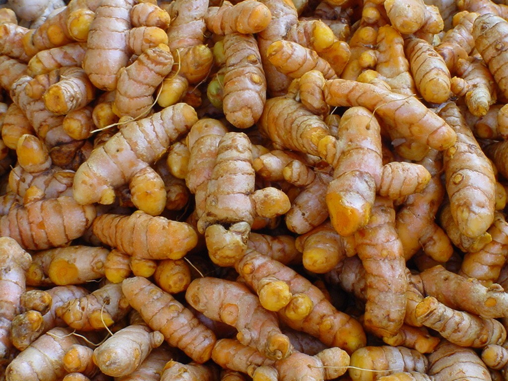 3 Fresh ~TURMERIC~ SPICE Turmeric Roots Curcuma Longa Ready To Plant or eat