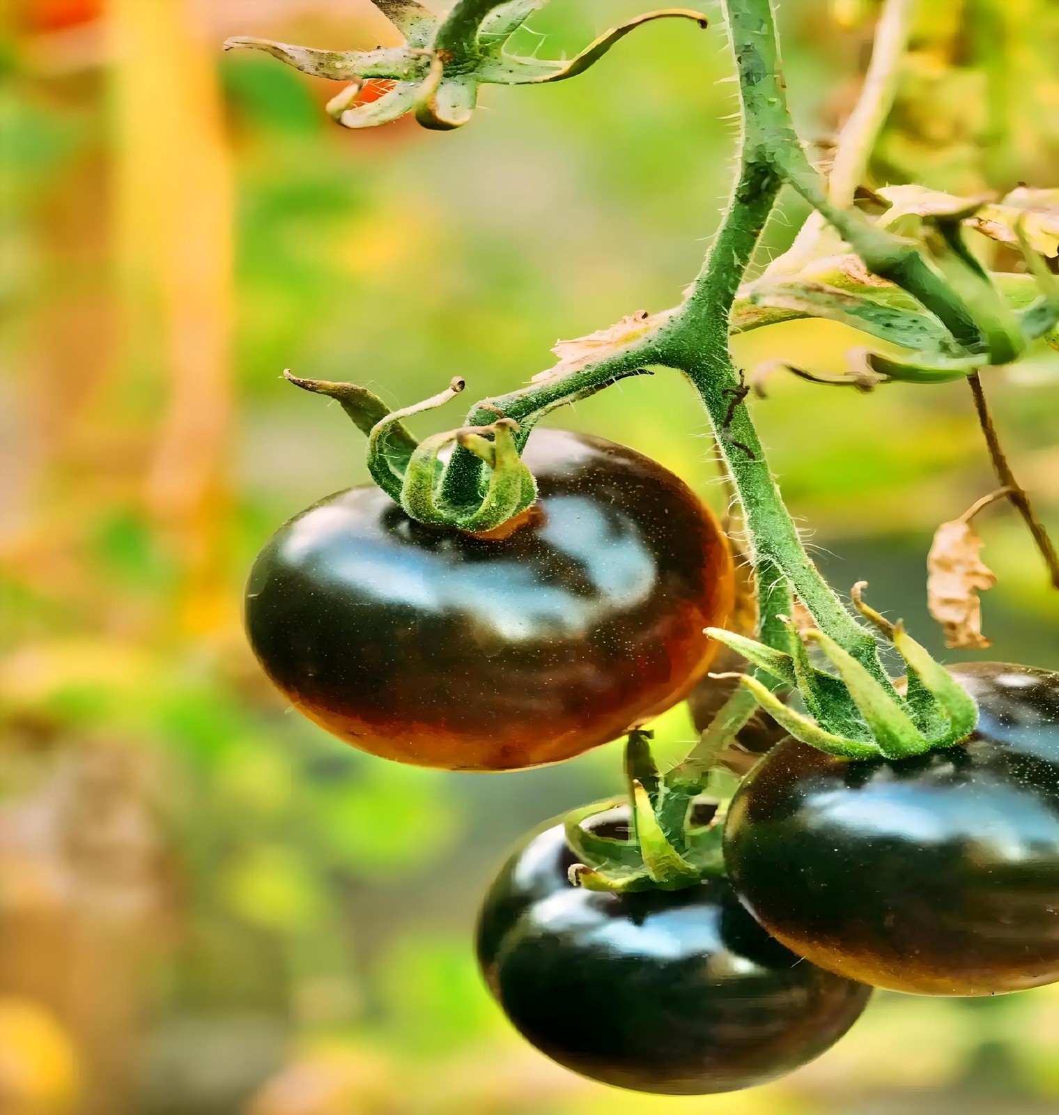 Black Beauty, Tomato