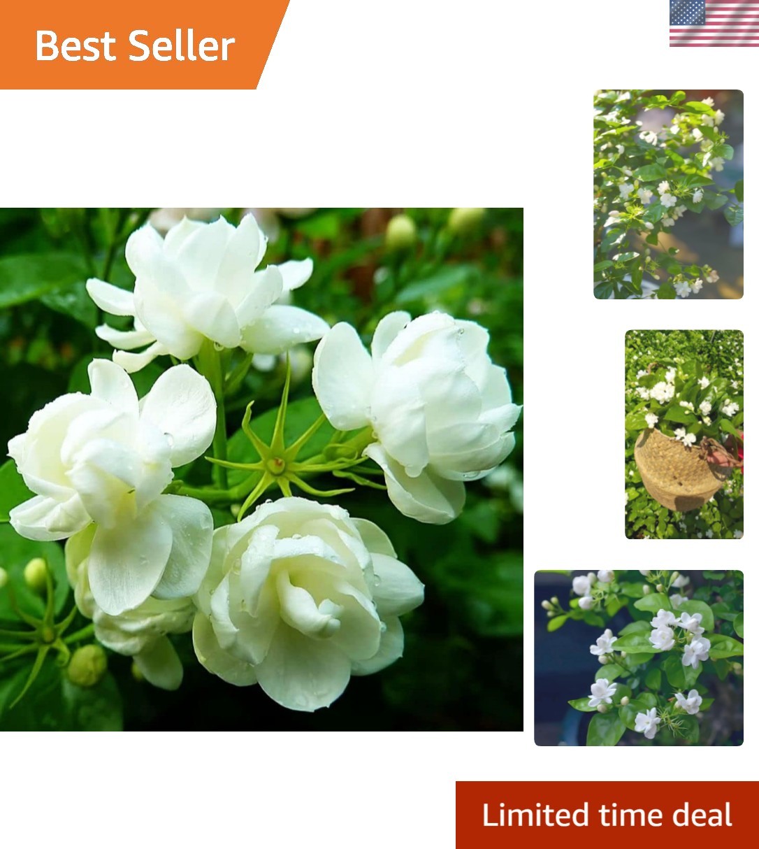 50 Pcs Jasmin Seeds for Planting Fragrant Flower Seeds for Home Garden Decor