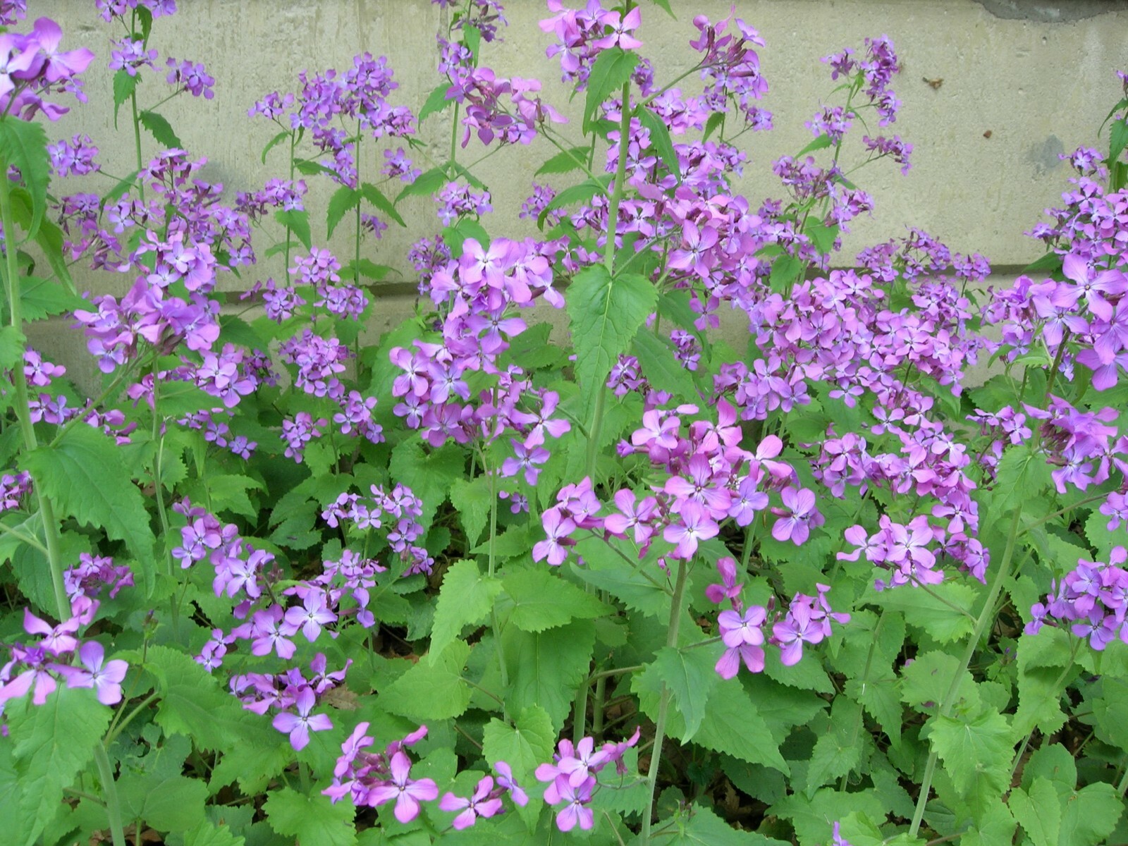Lunaria ~ Money Plant Seeds
