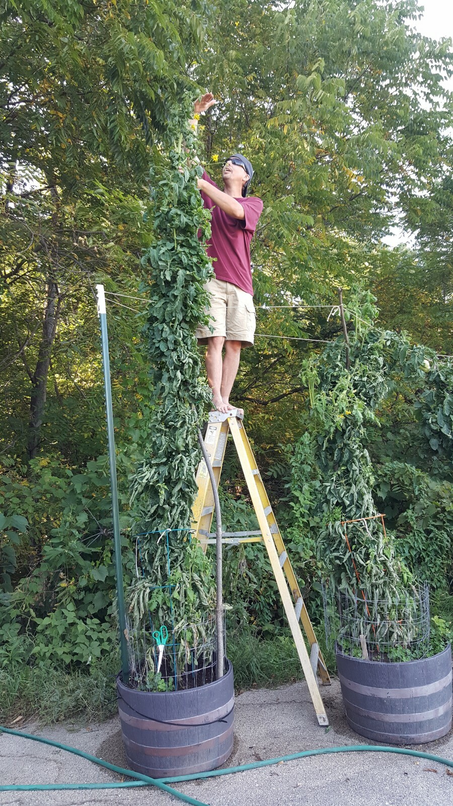 Giant Tomato Seeds X20! Big Zac! Award Winning!Can Produce Fruit Well Over 5lbs!