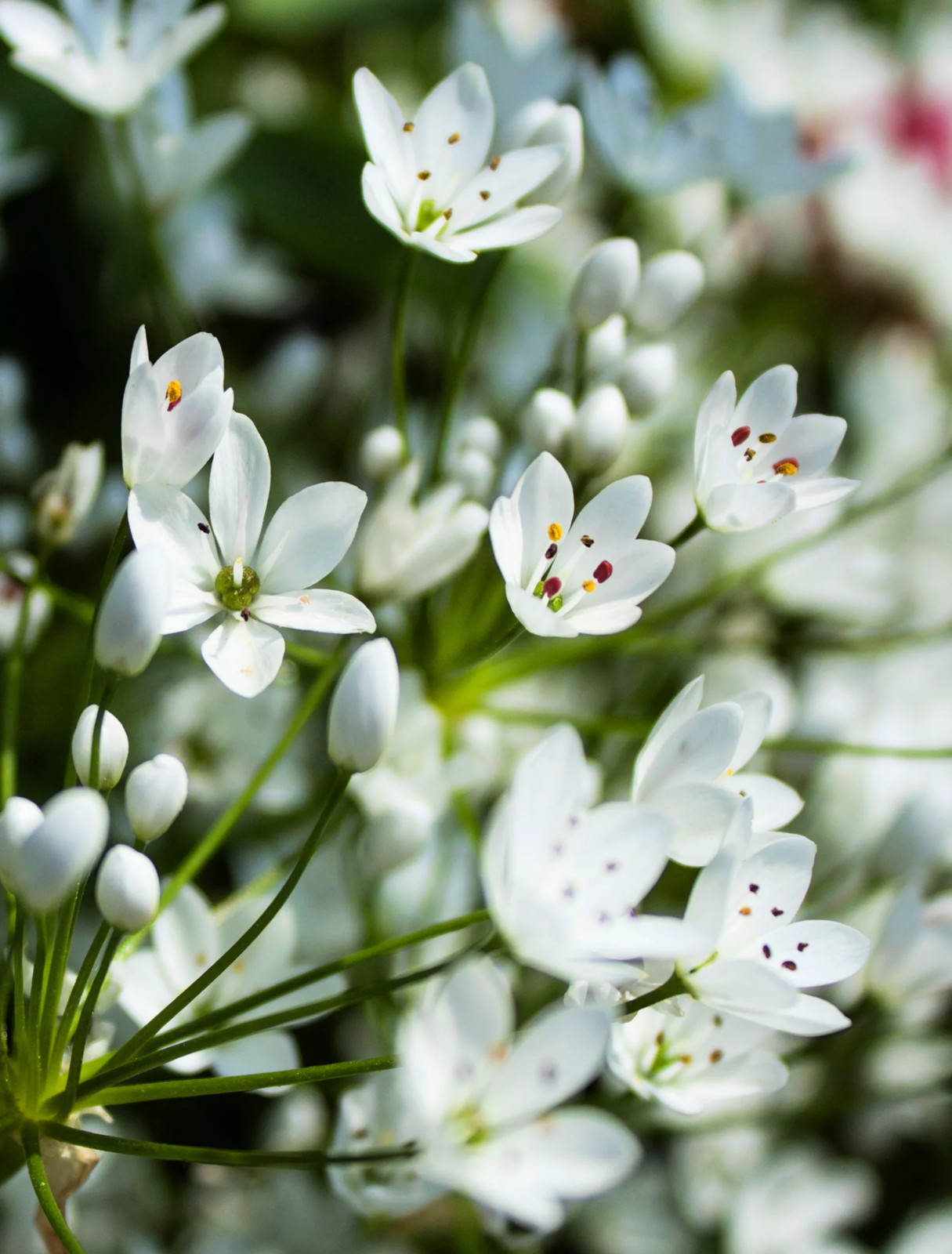 10 WHITE ALLIUM Neapolitanum Flowering or Naples Onion, Neopolitan or Daffodil G