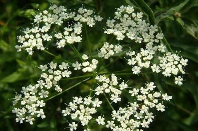 HERBS, CULINARY/MEDICINAL 20 HEIRLOOM VARIETIES DOOMSDAY/SURVIVAL SEED CACHE