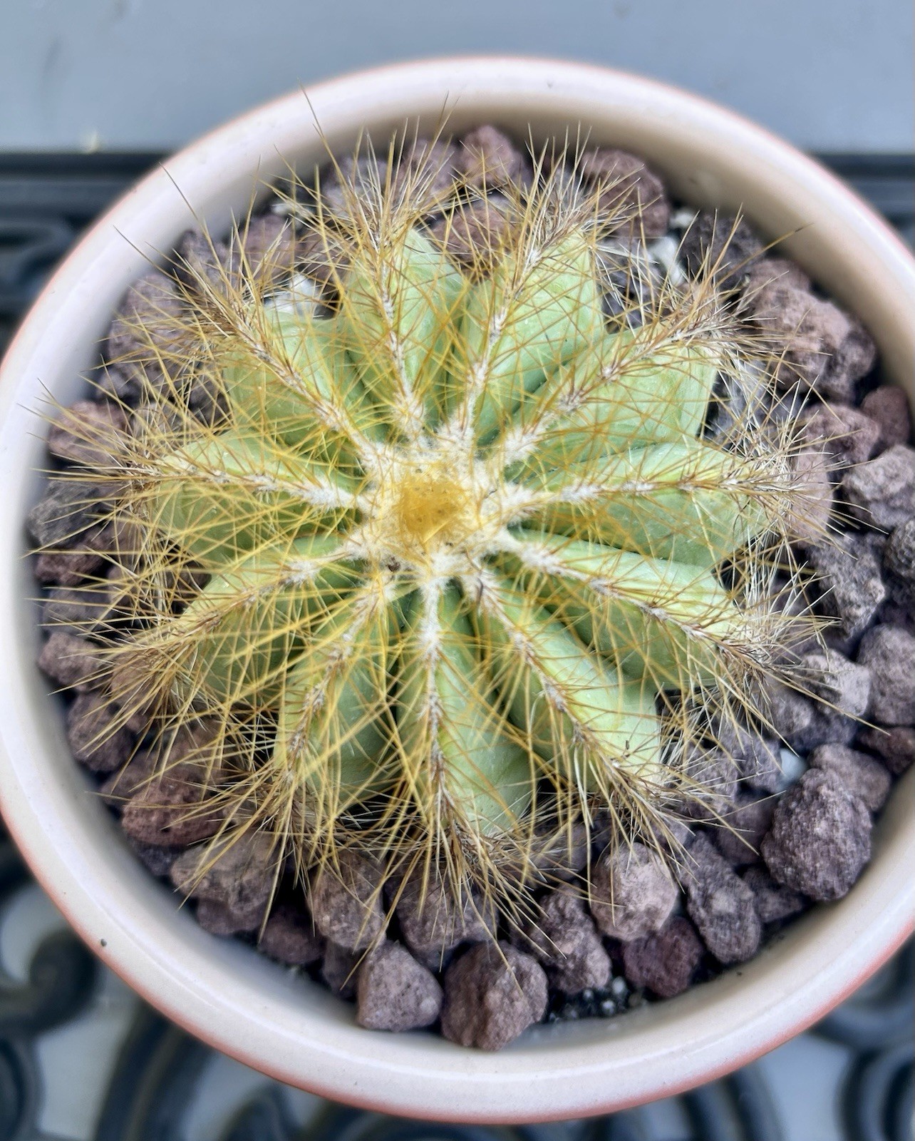 Parodia Magnifica Balloom Cactus Free Shipping