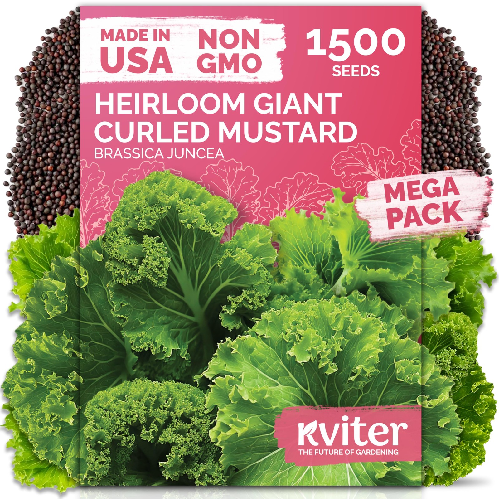 KVITER 1500 Southern Giant Curly Mustard Seeds (Brassica juncea)