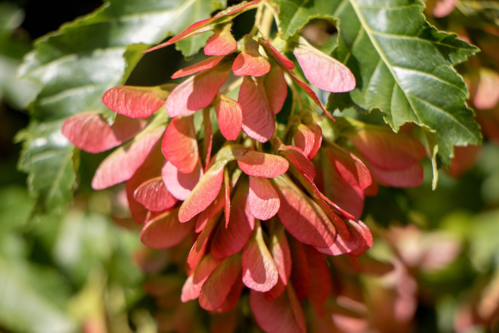 25 SIBERIAN MAPLE TREE Acer Ginnala Seeds – Red Fall Foliage