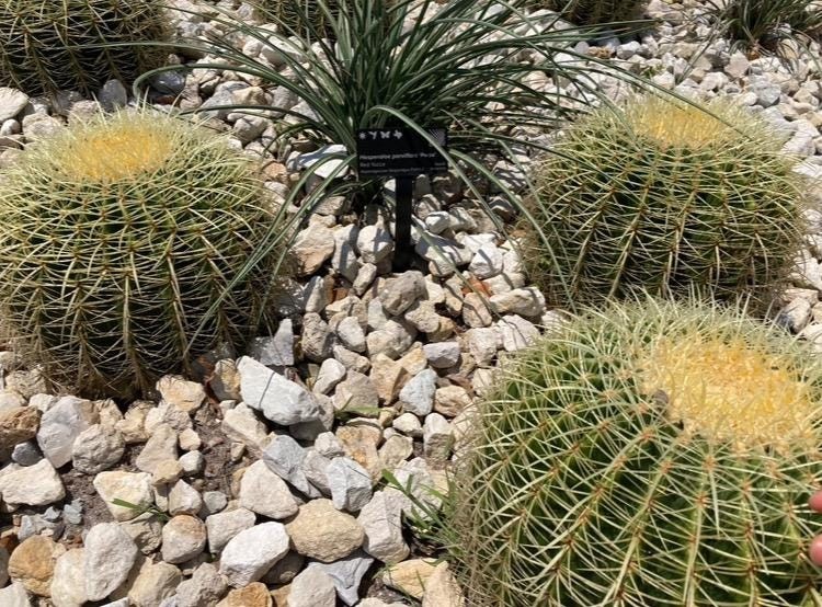 Seed- Kroenleinia grusonii aka. Golden Barrel cactus 25 seeds (Harvested in