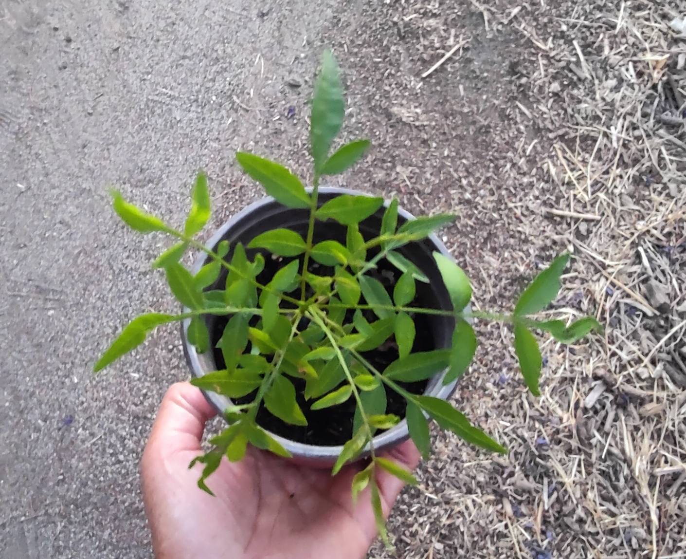 1(ONE) Live Plants of seedling “CHINESE PISTACHE” TREE about 3-6″ tall